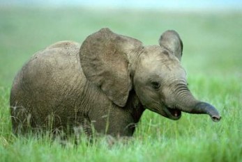 San viernes: “Paseo del elefantito” Henry Mancini