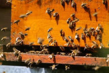 Apicultura: riesgos no tan dulces como la miel