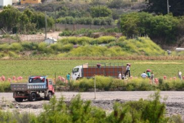 Chile: Aumenta preocupación por derechos laborales de los temporeros agrícolas