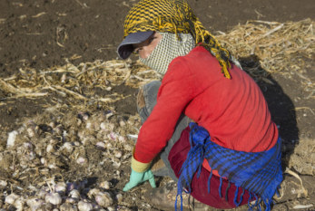 OIT: El conflicto y el desplazamiento masivo aumentan el trabajo infantil.